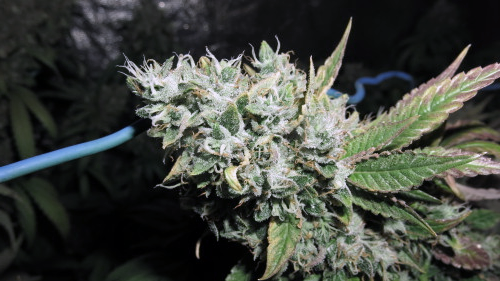 cannabis plant flowering in an indoor grow room