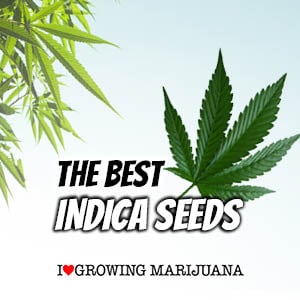Best Indica Seeds at ILGM