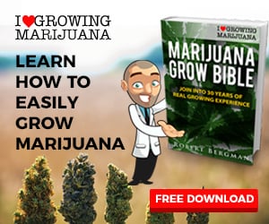 ILGM Free Grow Bible