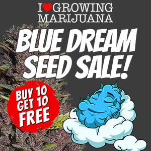 2023 Blue Dream Seed Sale at ILGM