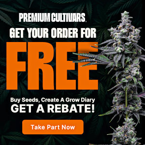 premium cultivars cannabis genetics