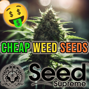 Cheap Cannabis Seeds Supreme