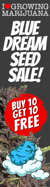 ILGM Blue Dream Sale